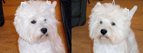 CAC OG Münster/Nord Greven :: Bettyhill’s Westies