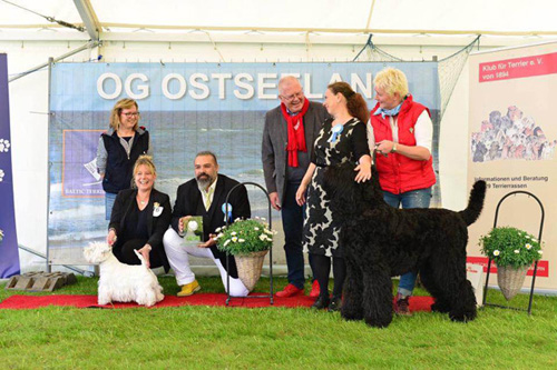 Baltic Terrier Show 2016 :: Bettyhill’s Westies