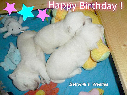 Happy Birthday :: Bettyhills Westies