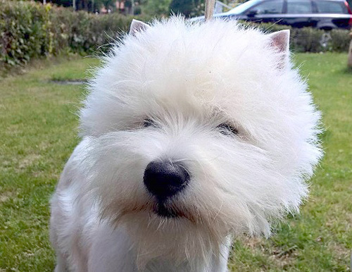 Bremen :: Bettyhill’s Westies