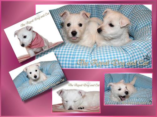 Fotoshooting The Royal Dog and Cat :: Bettyhill’s Westies