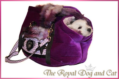 Fotoshooting The Royal Dog and Cat :: Bettyhill’s Westies