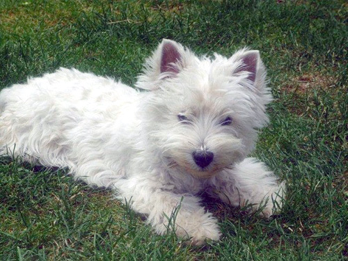 Lotta :: Bettyhill’s Westies