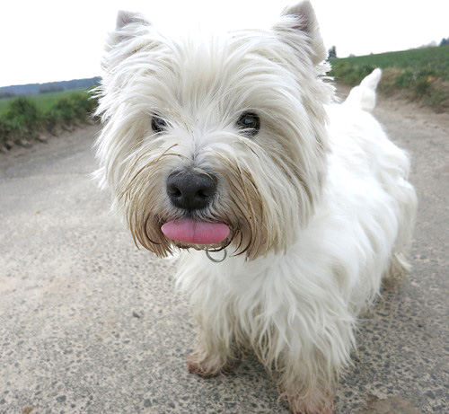 Westies in freier Natur :: Bettyhills Westies