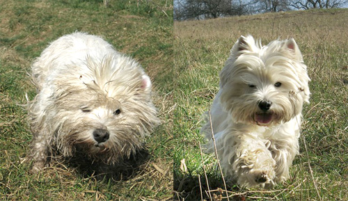 Westies in freier Natur :: Bettyhills Westies