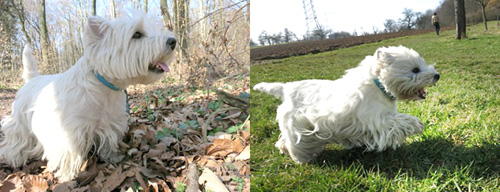 Westies in freier Natur :: Bettyhills Westies