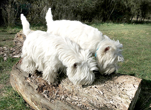 Westies in freier Natur :: Bettyhills Westies