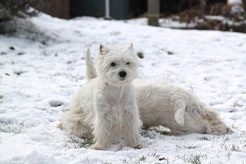 Westies im Schnee :: Bettyhills Westies