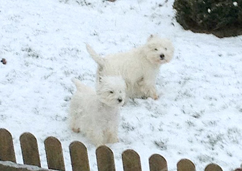 Westies im Schnee :: Bettyhills Westies