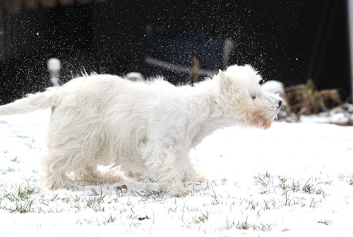 Westies im Schnee :: Bettyhills Westies