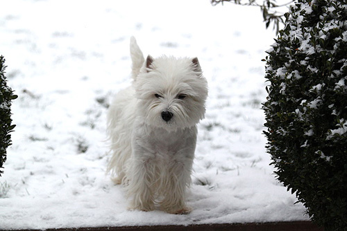 Westies im Schnee :: Bettyhills Westies