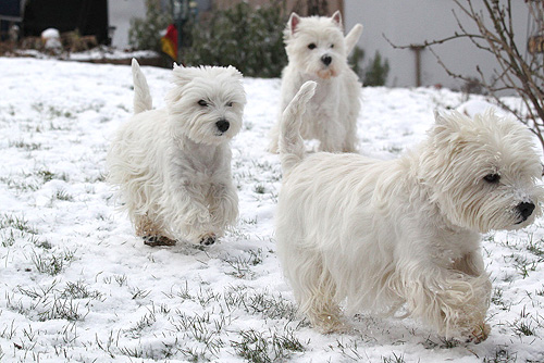 Westies im Schnee :: Bettyhills Westies