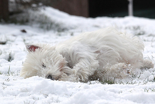 Westies im Schnee :: Bettyhills Westies