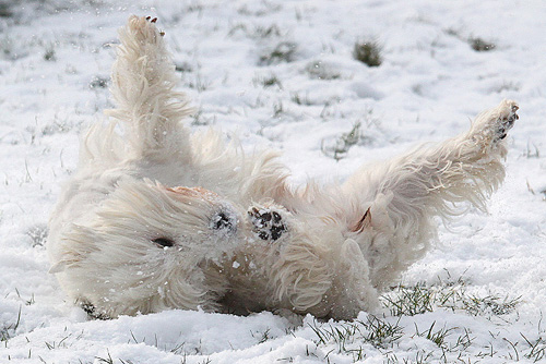 Westies im Schnee :: Bettyhills Westies