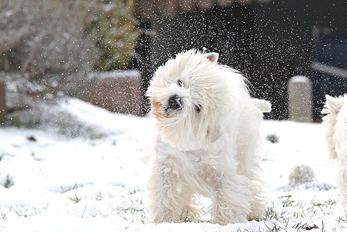 Westies im Schnee :: Bettyhills Westies