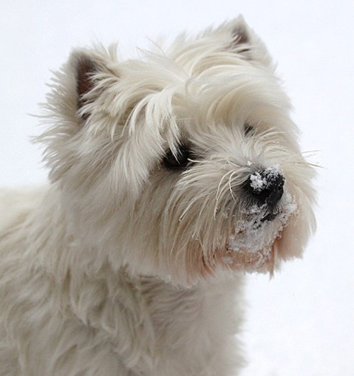 Westies im Schnee :: Bettyhills Westies