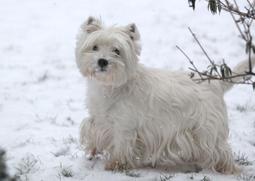 Westies im Schnee :: Bettyhills Westies