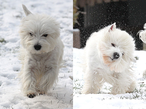 Westies im Schnee :: Bettyhills Westies