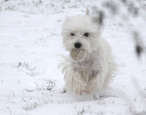 Westies im Schnee :: Bettyhills Westies