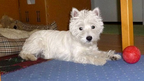 Tipi :: Bettyhill’s Westies