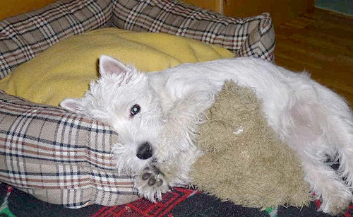 Tipi :: Bettyhill’s Westies