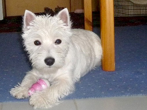 Tipi :: Bettyhill’s Westies