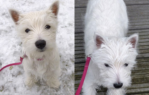 Tipi :: Bettyhill’s Westies