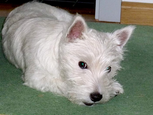 Tipi :: Bettyhill’s Westies