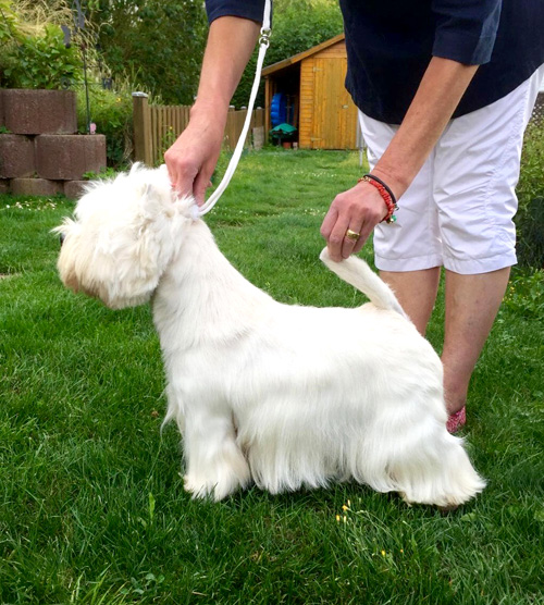 professionelles Handtrimming von Westies bei den Bettyhills Westies