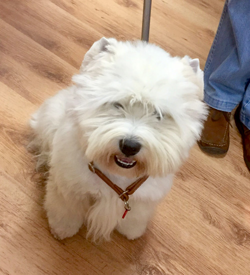 professionelles Handtrimming von Westies bei den Bettyhills Westies