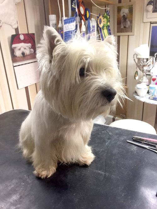 professionelles Handtrimming von Westies bei den Bettyhills Westies