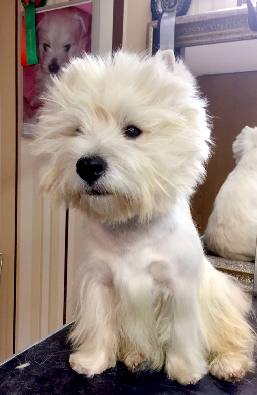 professionelles Handtrimming von Westies bei den Bettyhills Westies