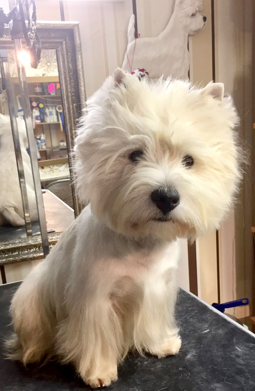 professionelles Handtrimming von Westies bei den Bettyhills Westies
