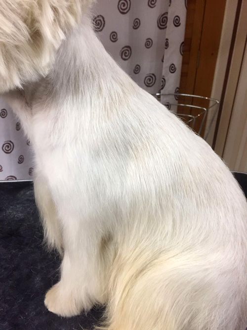 professionelles Handtrimming von Westies bei den Bettyhills Westies