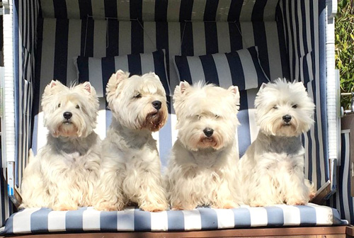 Urlaub an der Ostsee :: Bettyhill’s Westies