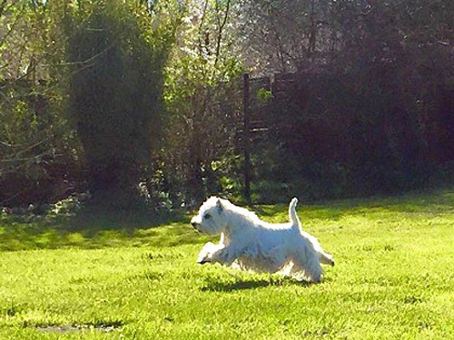 Urlaub an der Ostsee :: Bettyhill’s Westies