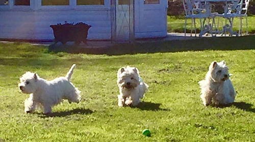 Urlaub an der Ostsee :: Bettyhill’s Westies