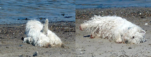 Urlaub an der Ostsee :: Bettyhill’s Westies