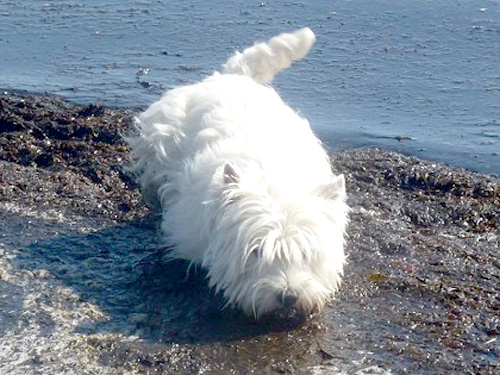 Urlaub an der Ostsee :: Bettyhill’s Westies