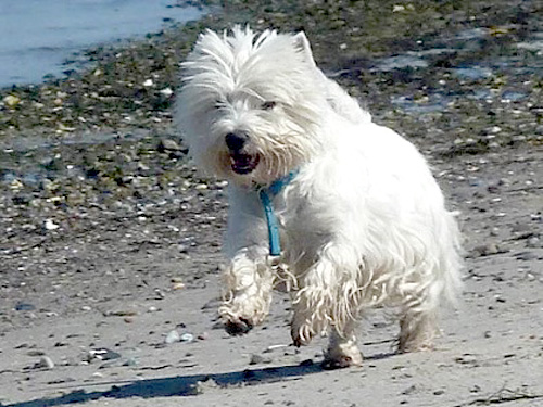 Urlaub an der Ostsee :: Bettyhill’s Westies