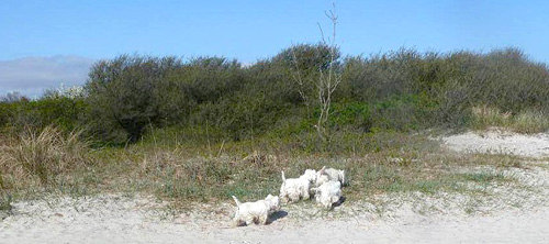 Urlaub an der Ostsee :: Bettyhill’s Westies