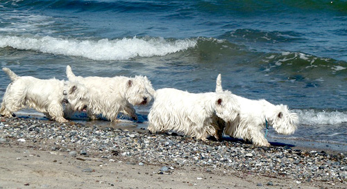 Urlaub an der Ostsee :: Bettyhill’s Westies