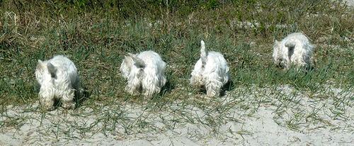 Urlaub an der Ostsee :: Bettyhill’s Westies