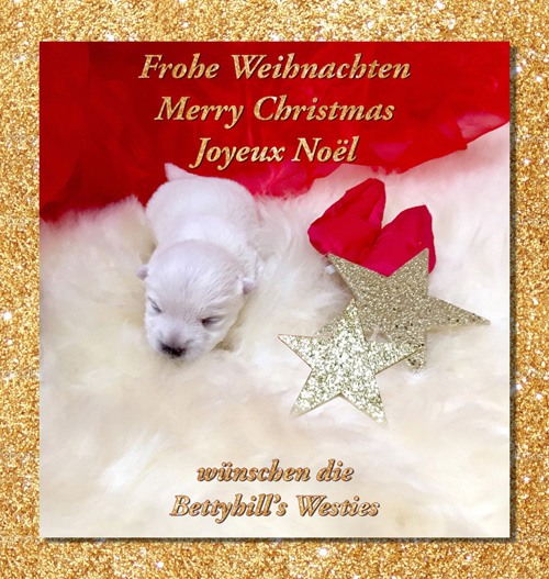 Frohe Weihnachten wünschen die Bettyhill’s Westies!