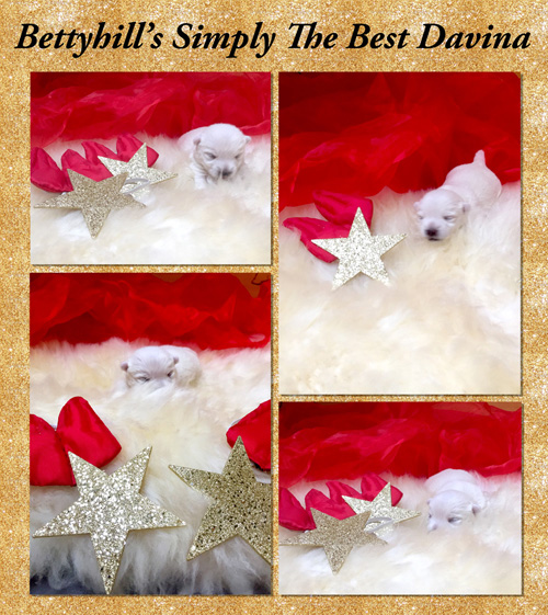 Bettyhill’s Simply The Best Davina