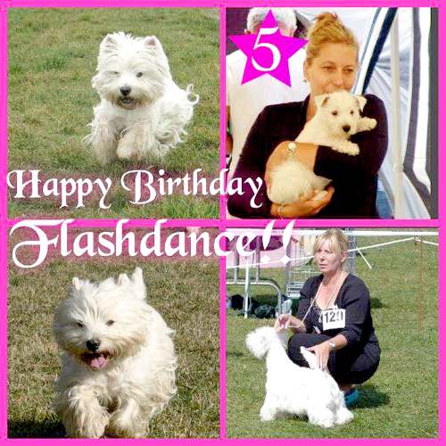 Happy Birthday Flashi :: Bettyhill’s Westies