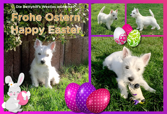 Herzlich willkommen bei den Bettyhills Westies - Frohe Ostern! Happy Easter!