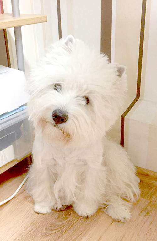 Bonny :: Bettyhill’s Westies