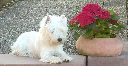 Bonny :: Bettyhill’s Westies