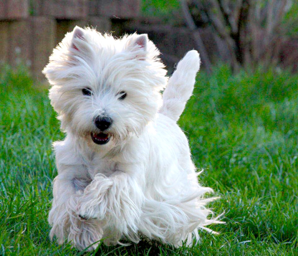 Bonny :: Bettyhill’s Westies